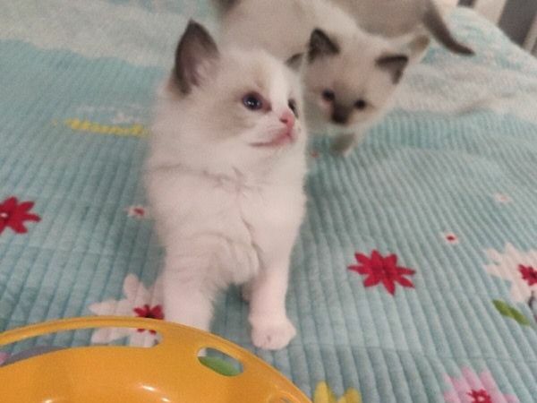 Adorable Ragdoll Kittens-Only One left!