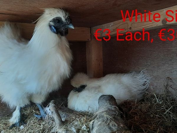 Silkie Hatching Eggs & Chicks