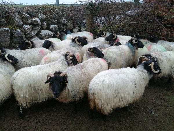 Mountain Ewes