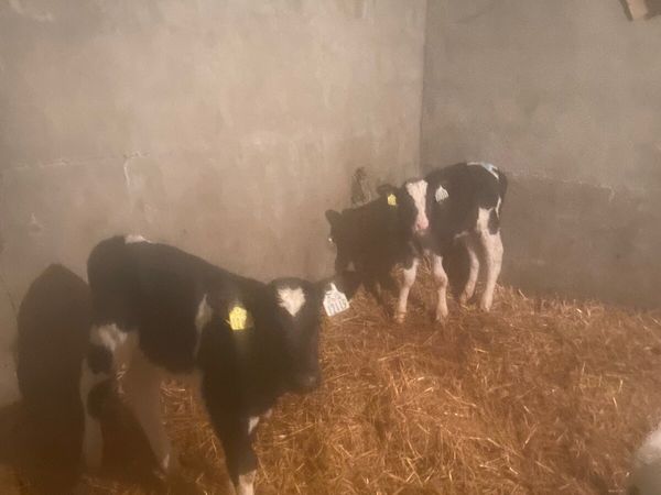 10 excellent quality Br Fr bull calves