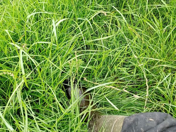 Supersoil Organic Fertiliser