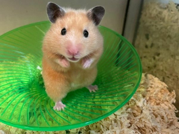 Syrian hamster outlet starter kit