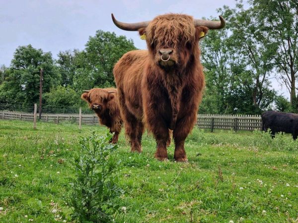 Pedigree Registered Highland Cattle