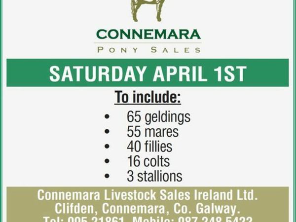 Connemara Pony Sale Sat Apr 1st