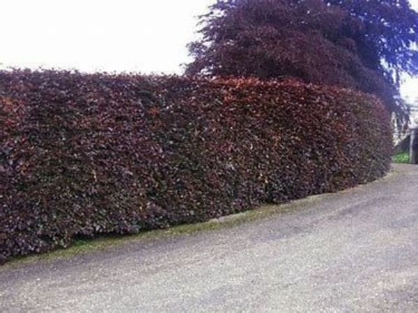 Green and Copper Beech Hedging from 1.50 each