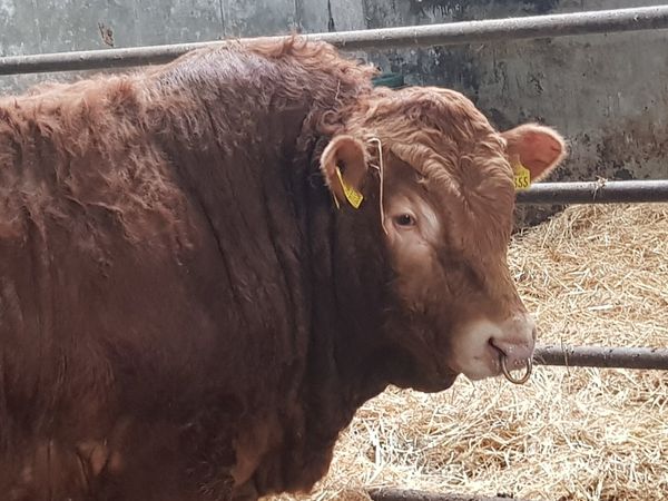 P.B. Limousin bull
