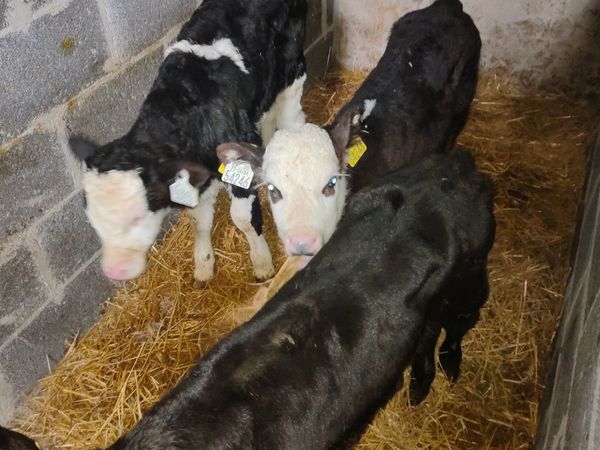 Hereford simmental and Aberdeen Angus bull calves