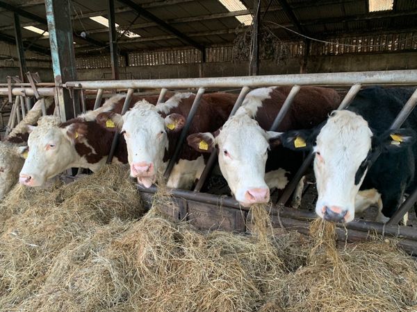 Pedigree Hereford Cows with calves