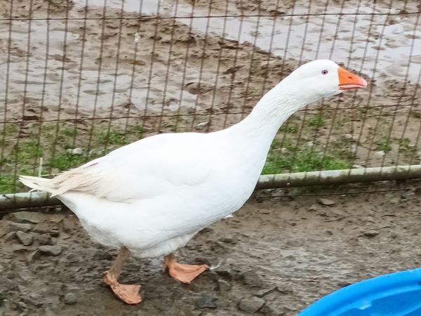 2 yr old female goose.