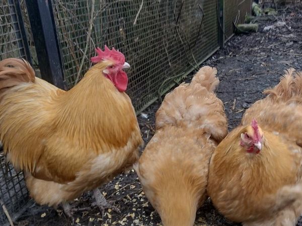 Trio of buff Orpington, Isabella brahma rooster's