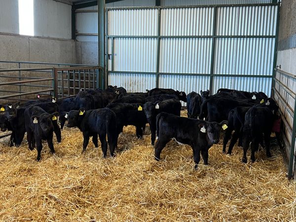 35 Angus Heifer Calves