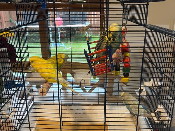 Bird Cage and 4 budgies