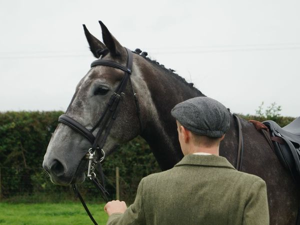 IRISH SPORTS HORSE / BROODMARE