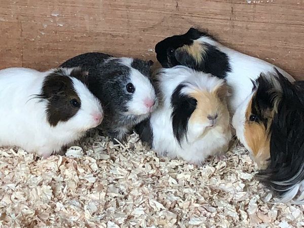 Male and female guineapigs