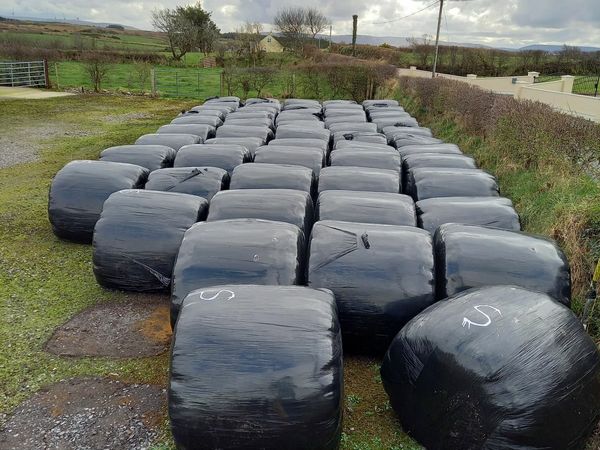 15 bales of Sileage for sale