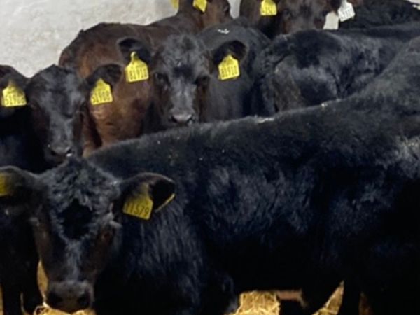 fresh-calves-tuesday-morning-in-mountbellew-for-sale-in-co-roscommon