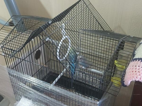 Budgies for sale with there cage