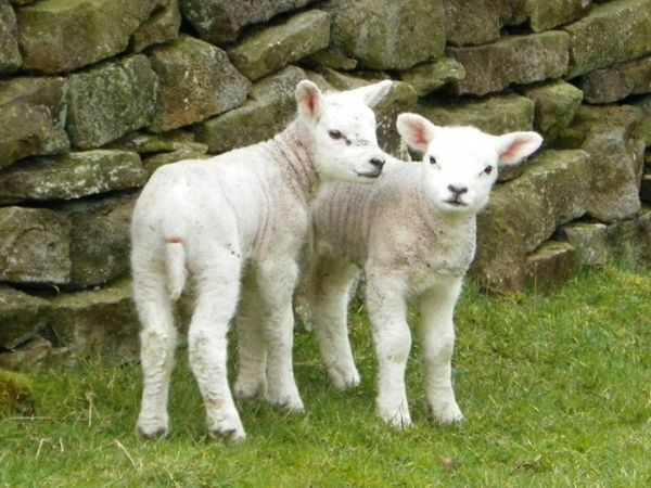 Pet lamb