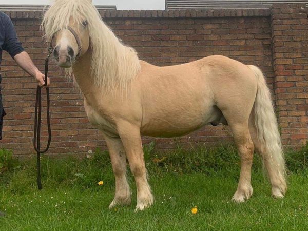 Kerry Bog Pony stallion at stud