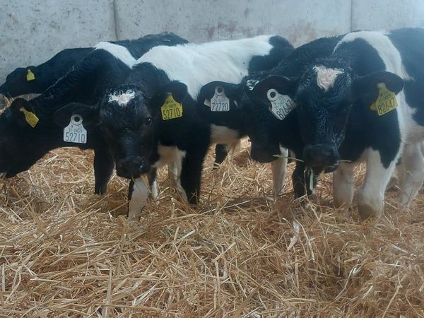 FR Bull Calves for sale
