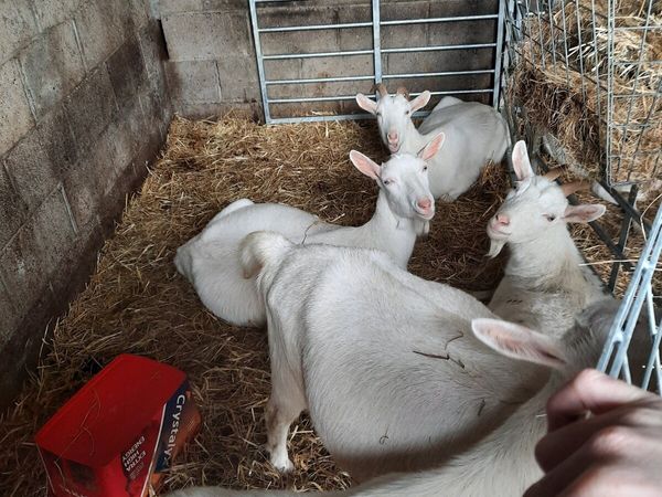 Selection of goats for sale