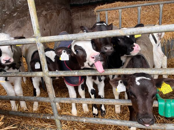 Holstein Friesan Heifer Calves