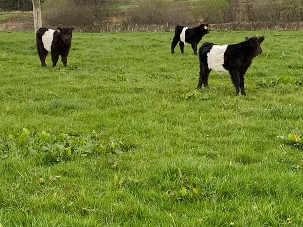 Organic Belted Galloway Heifers for sale