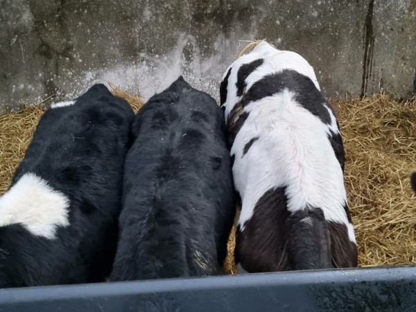 Fr bull calves for sale