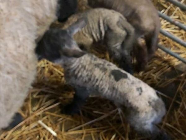 Foster Lambs