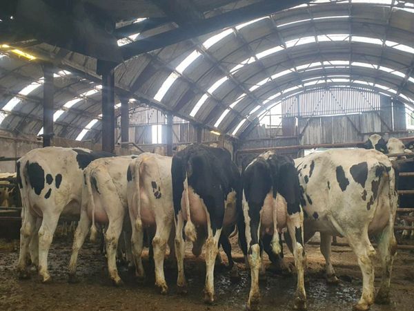 Fresh Calved Holstein Heifers