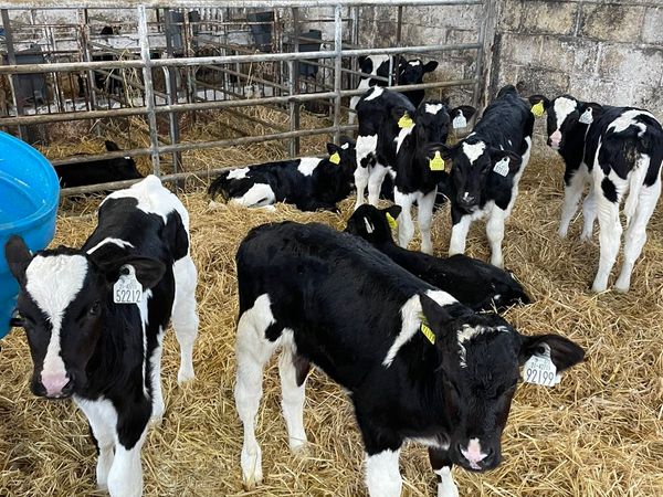 12 British Friesian Holstein heifer calves