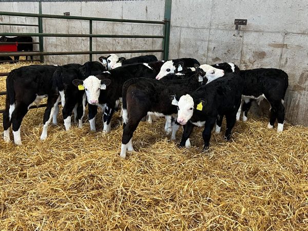 25 Strong Hereford Bull Calves on once a day
