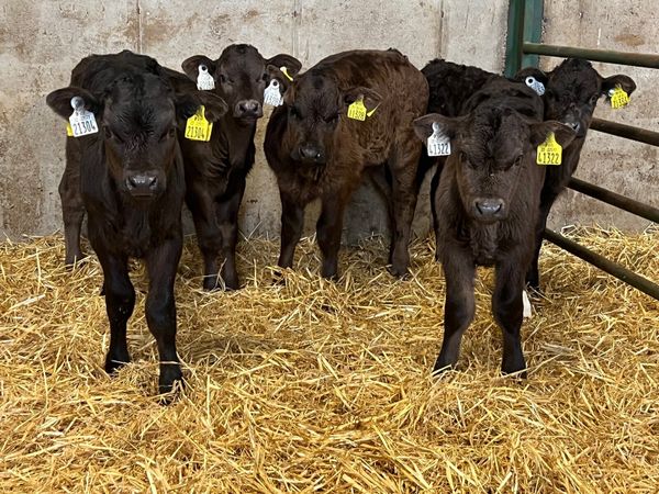5 Strong Limousin Bull Calves on once a day