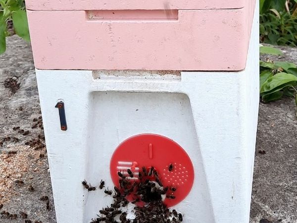 Overwintered Nucs of Bees