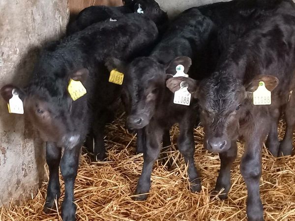 8 Angus Bull Calves