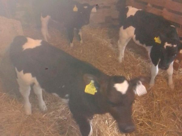 Fresian heifer calves