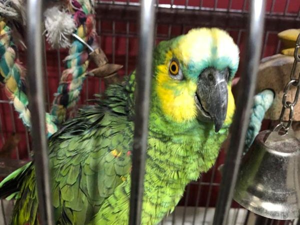 Male Parrot 🦜