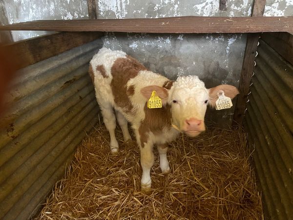 Simmental bull calves for sale