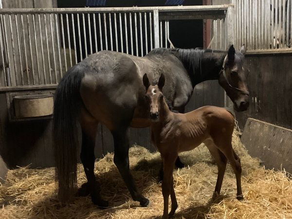 NH mare & Order St George foal at foot .Black type