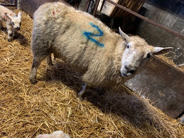 Foster Ewe for sale