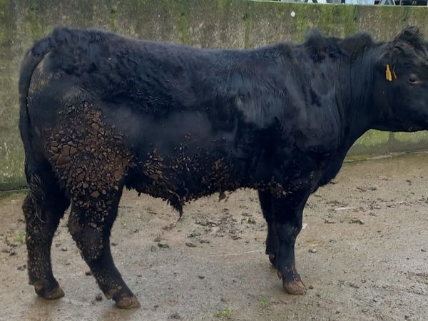 Pedigree Aberdeen Angus Bull For Sale