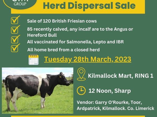 Dairy Herd Dispersal Sale 120British Friesian Cows