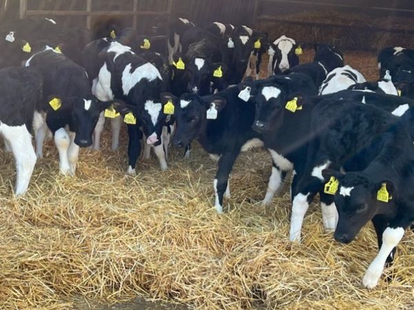Correct Fresian Heifer Calves