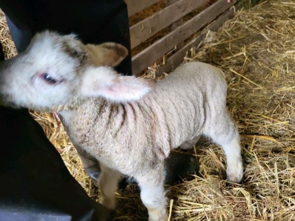 Ram Lamb