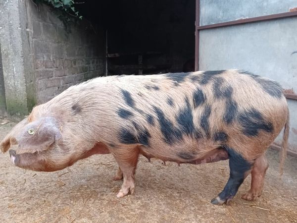 Proven Oxford Sandy and Black Sows