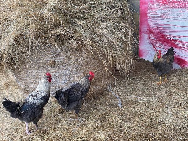 4 young roosters- FREE