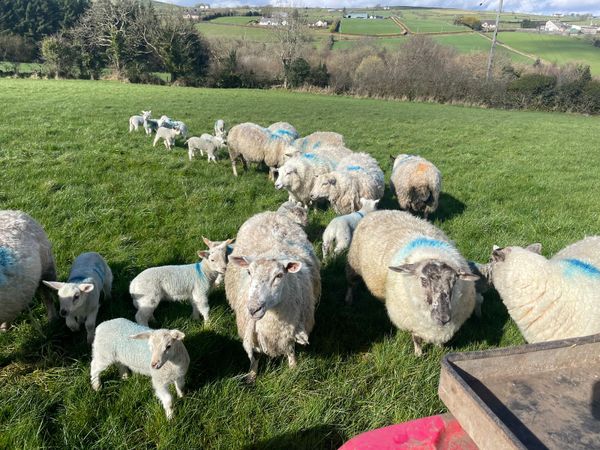 11 ewes with 22 lambs