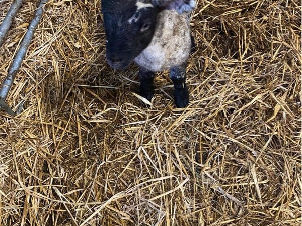 2 foster lambs for sale