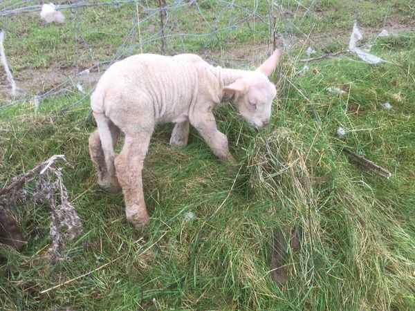 Pet lamb for sale