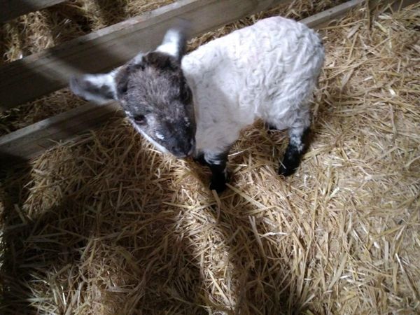 Foster lamb